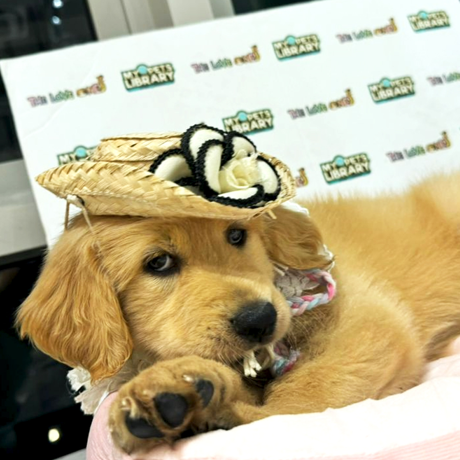 Golden Retriever Puppy (Female) For Sale