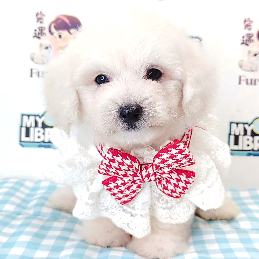 Tiny Toy Poodle Puppy (Male) For Sale
