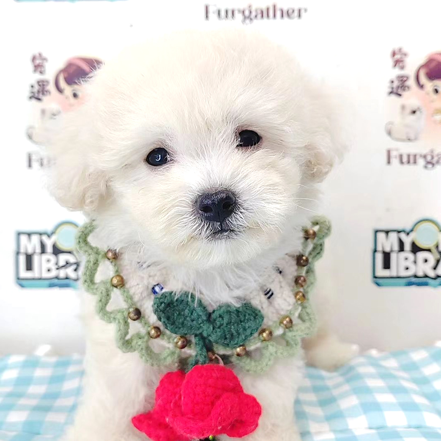 Tiny Poodle Puppy (Male) For Sale