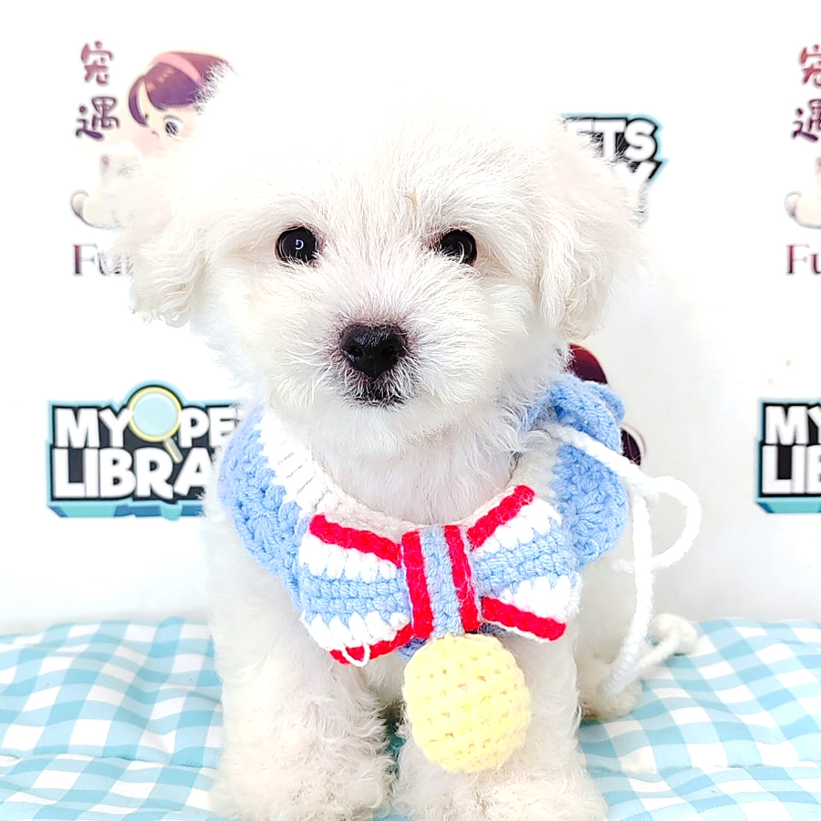Tiny Poodle Puppy (Male) For Sale