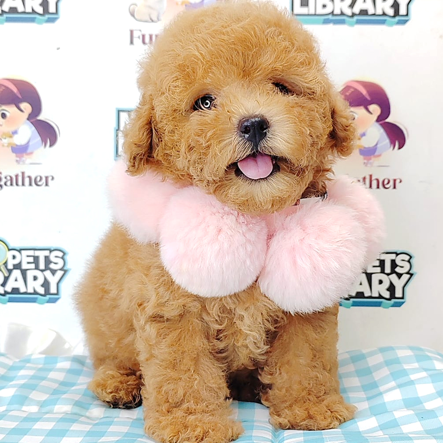 Tiny Poodle Puppy (Male) For Sale