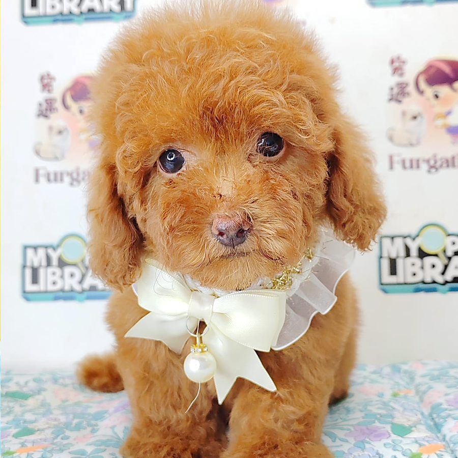 Tiny Poodle Puppy (Male) For Sale