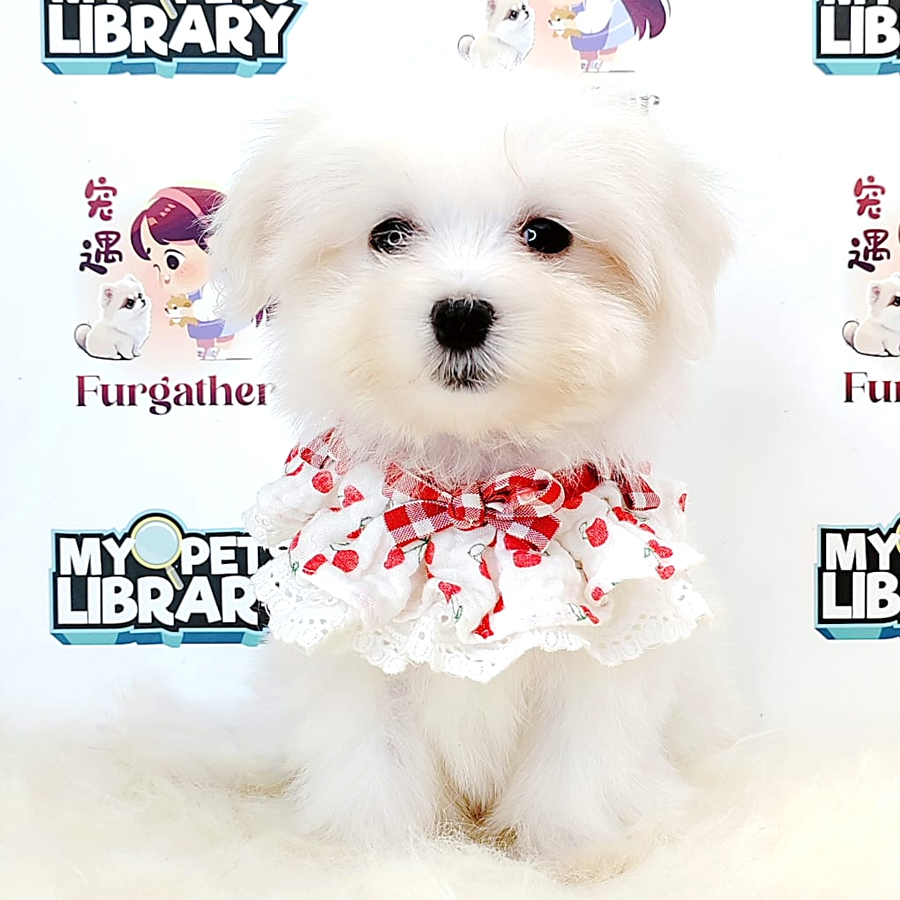 Tiny Maltese Puppy (Male) For Sale