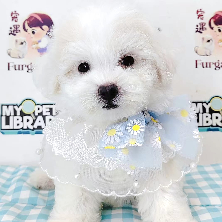 Tiny Toy Poodle Puppy (Male) For Sale