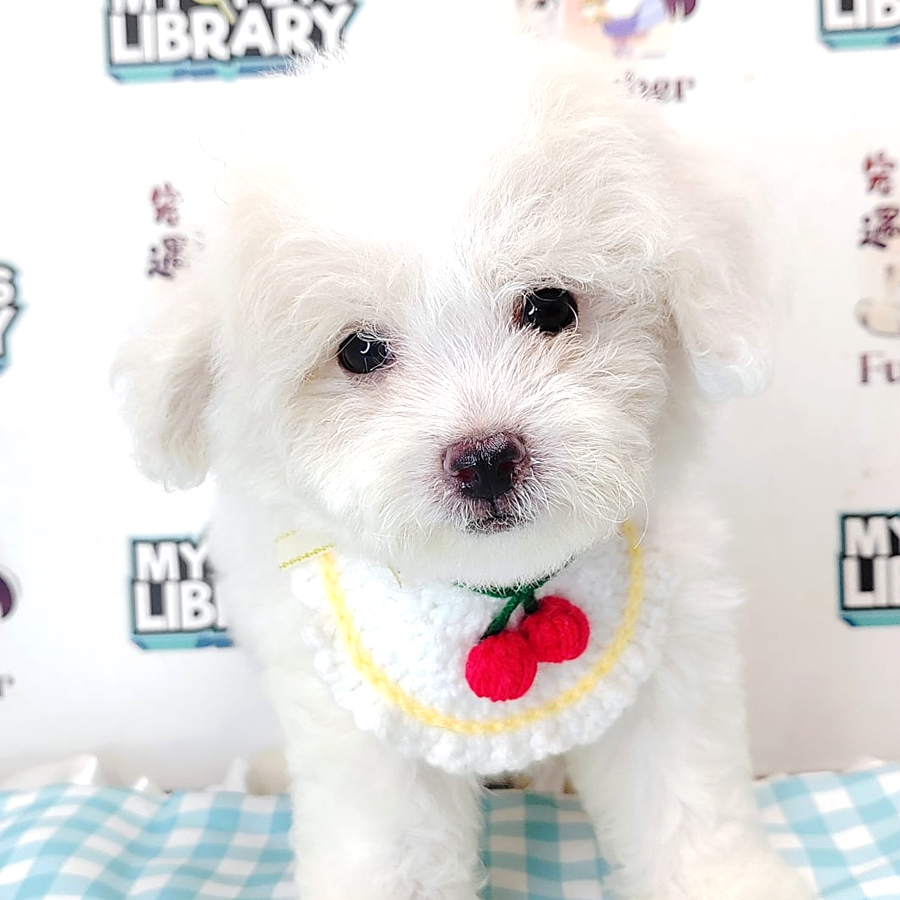 Maltipoo Puppy (Male) For Sale