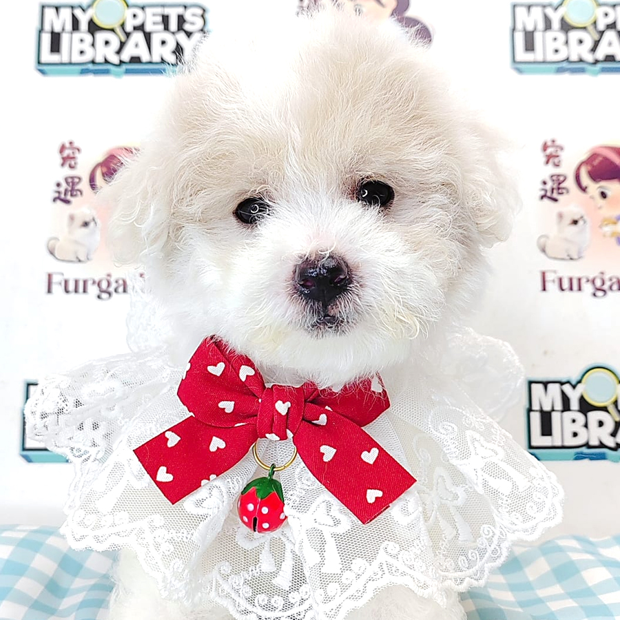 Maltipoo Puppy (Male) For Sale