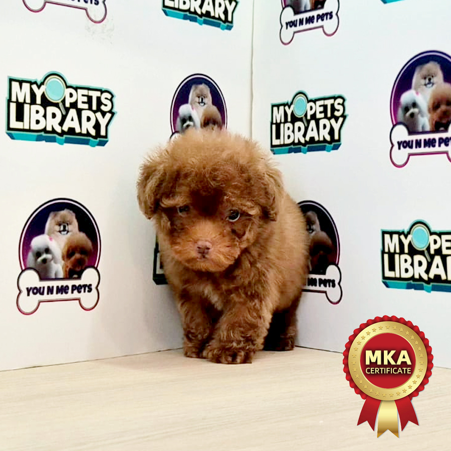 MKA Tiny Poodle Puppy (Male) For Sale