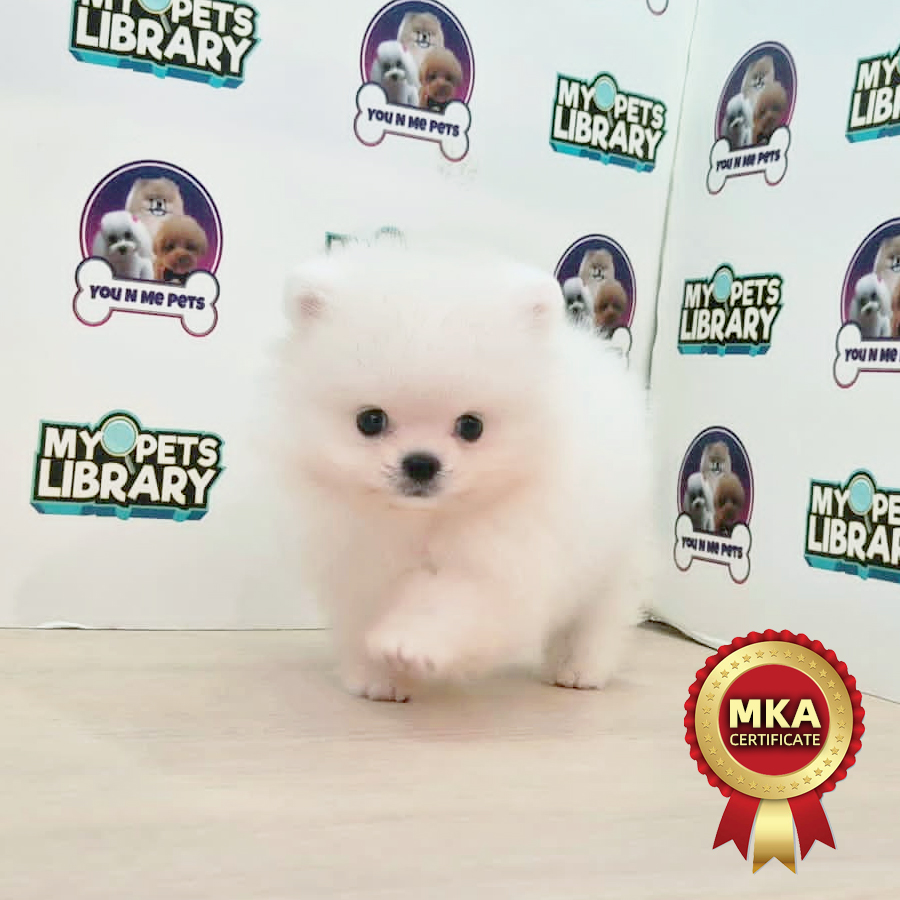 MKA Tiny Pomeranian Puppy (Male) For Sale