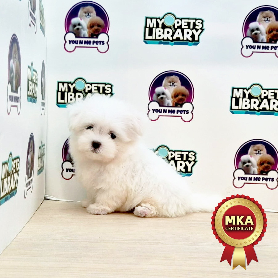 MKA Tiny Maltese Puppy (Male) For Sale