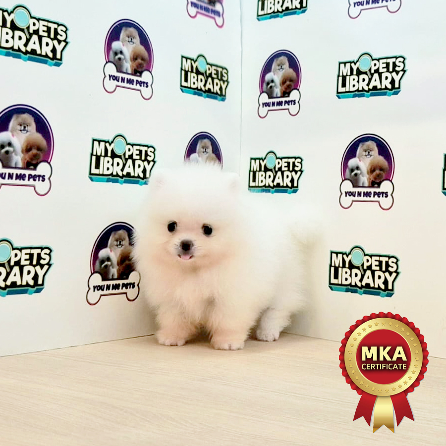 MKA Tiny Pomeranian Puppy (Female) For Sale