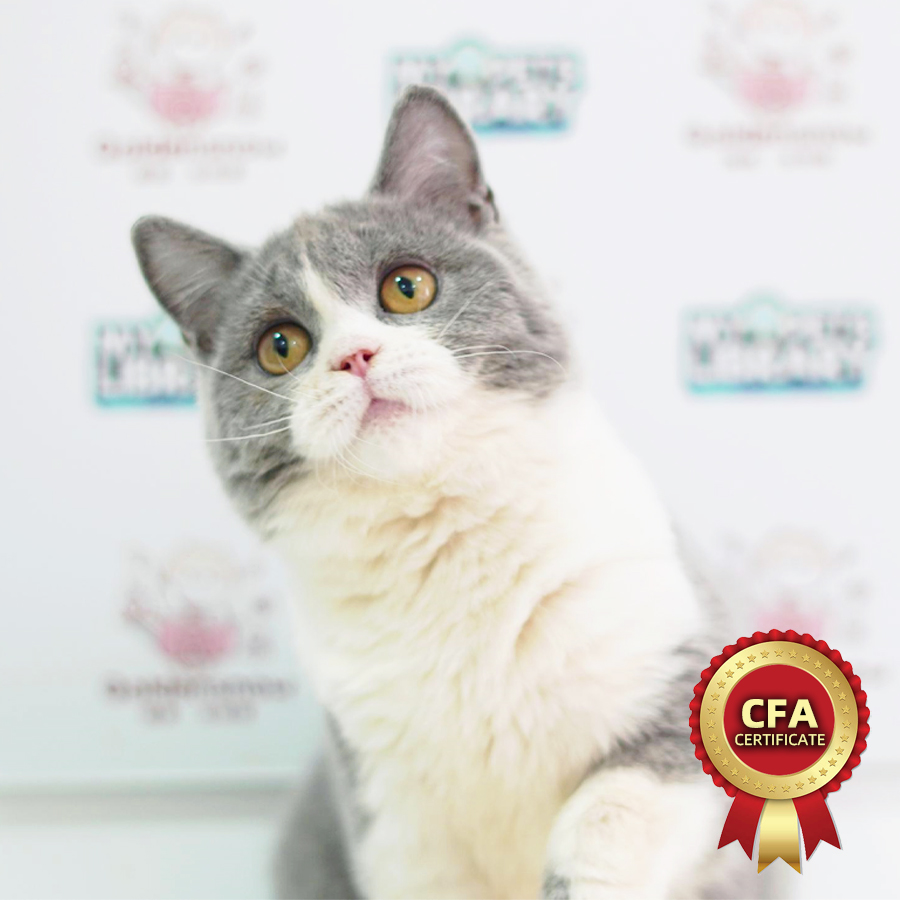 CFA British Shorthair Kitten (Female) For Sale