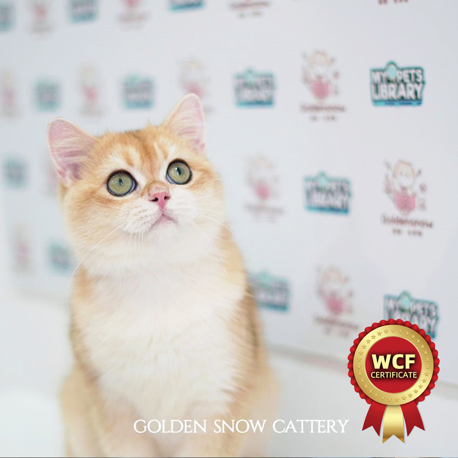 WCF British Shorthair Kitten (Male) For Sale