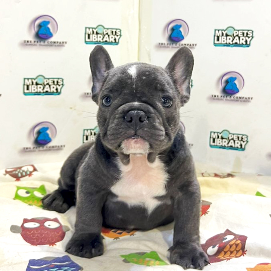 French Bulldog Puppy (Female) For Sale