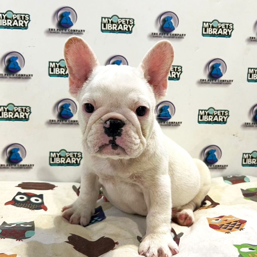 French Bulldog Puppy (Female) For Sale