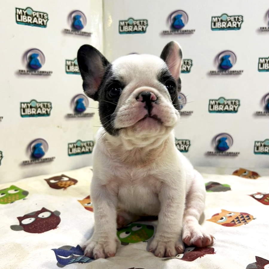 French Bulldog Puppy (Female) For Sale