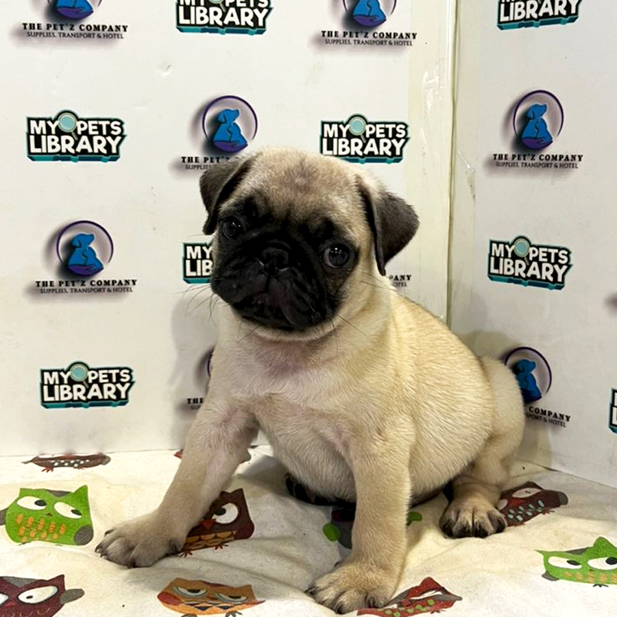 Pug Puppy (Male) For Sale