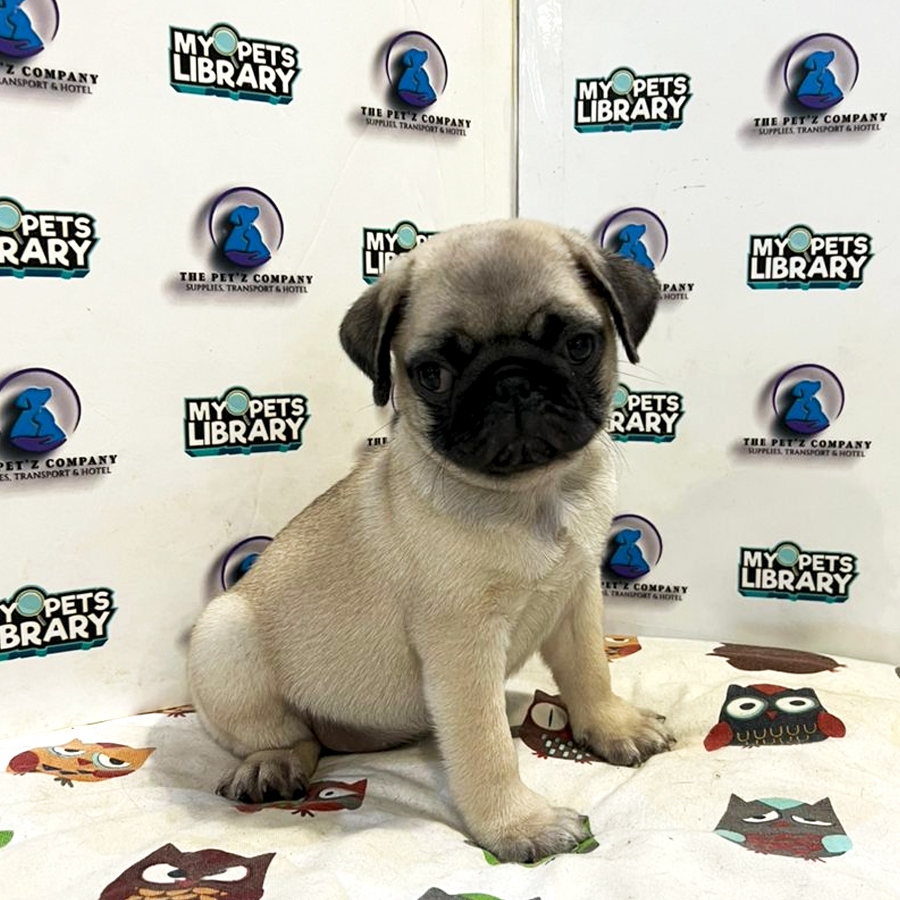 Pug Puppy (Female) For Sale