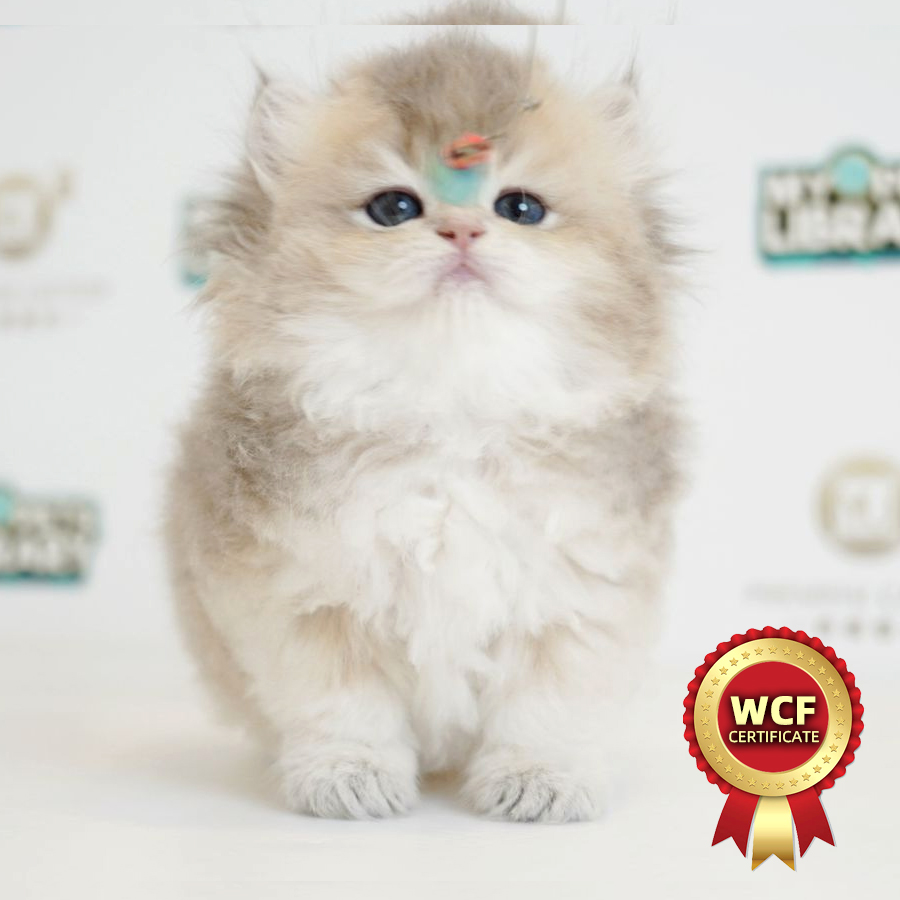 WCF British Longhair Kitten (Male) For Sale