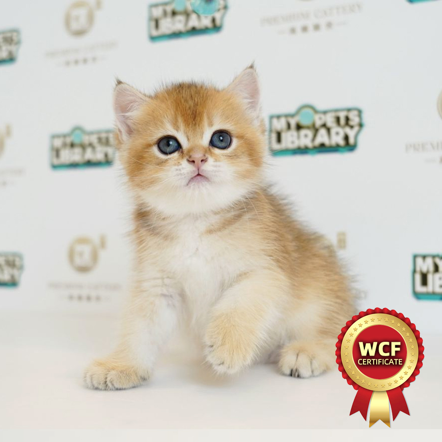 WCF British Shorthair Kitten (Male) For Sale