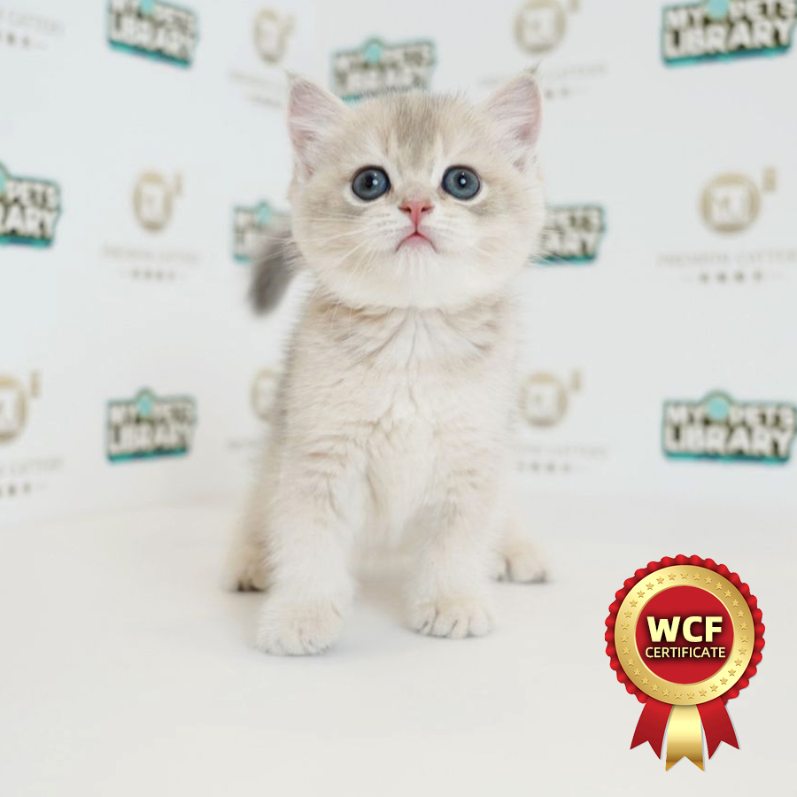 WCF British Shorthair Kitten (Female) For Sale