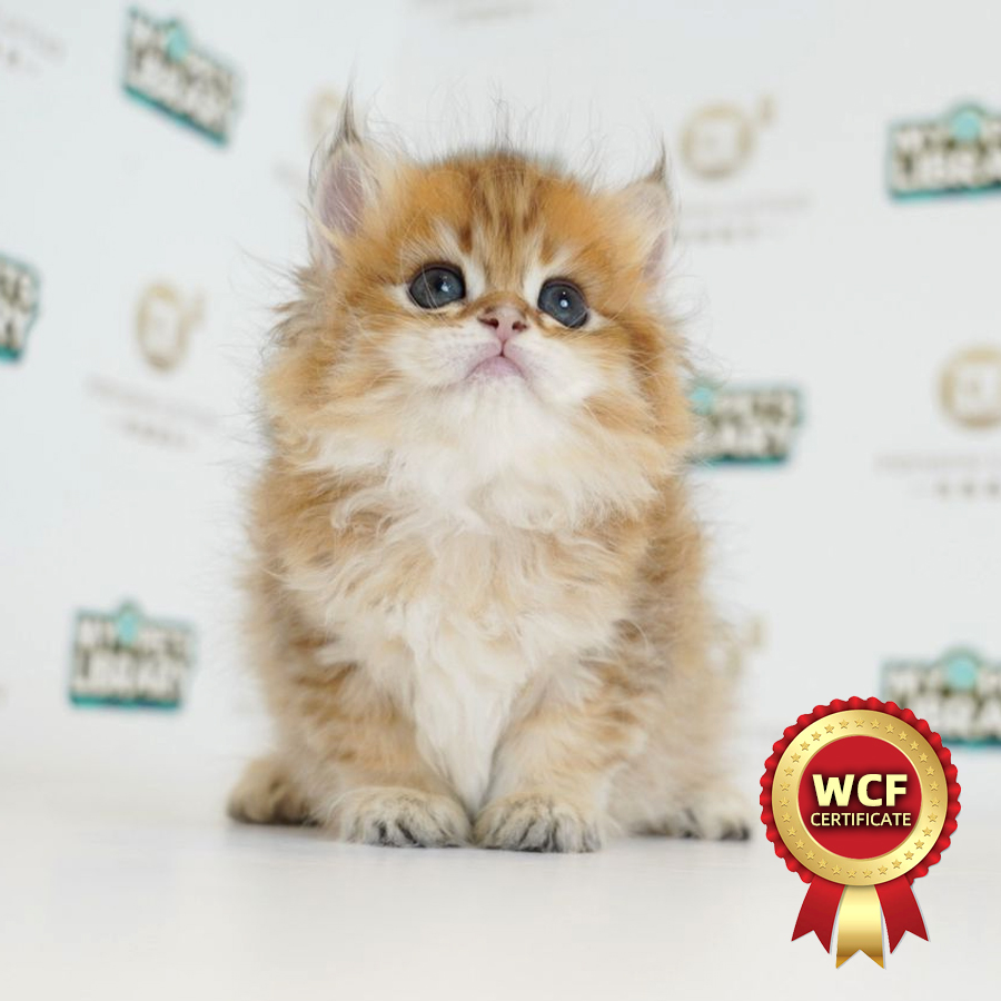 WCF British Longhair Kitten (Female) For Sale