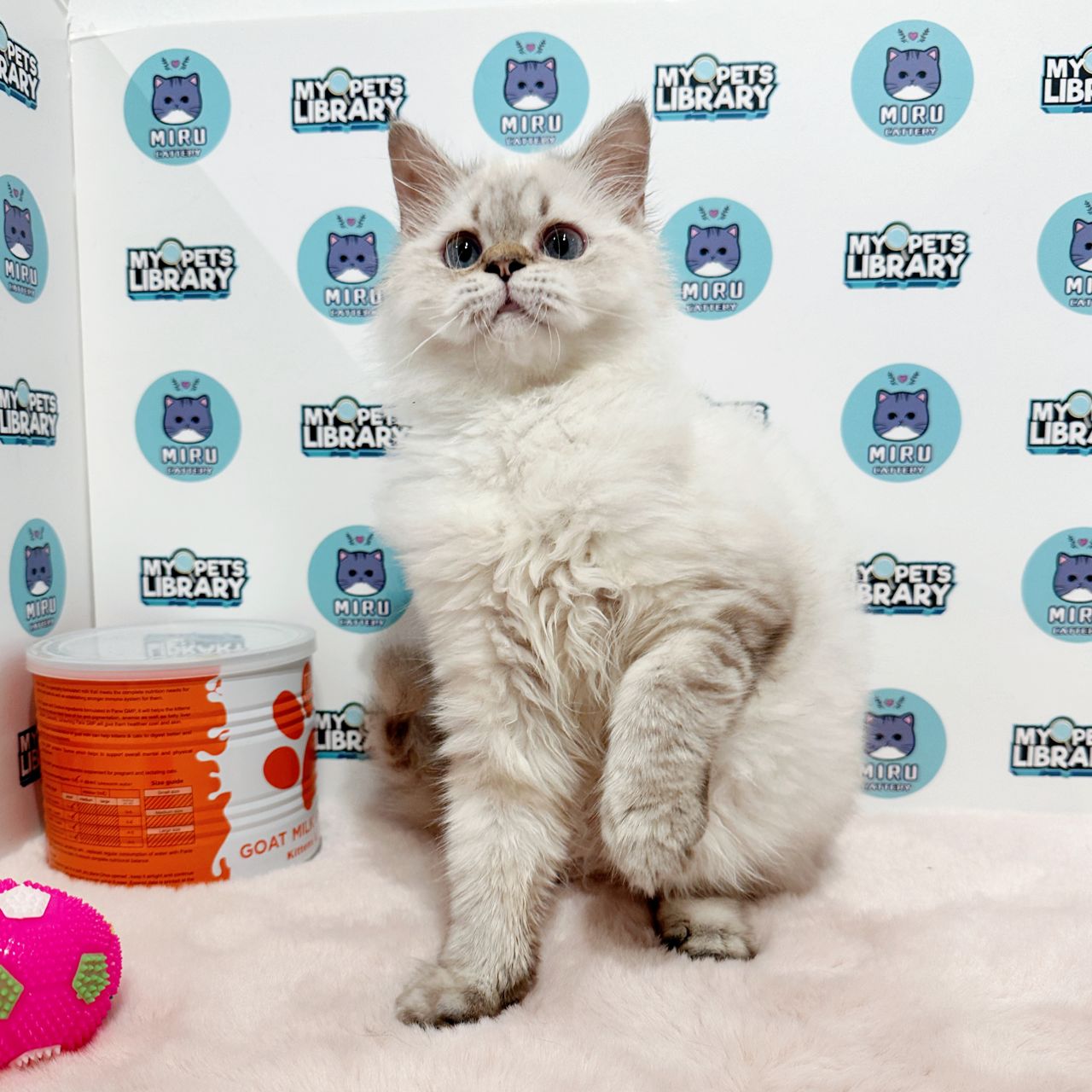 Himalayan Persian Kitten (Male) For Sale