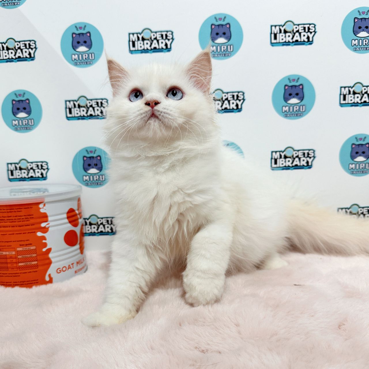 Turkish Angora Persian Kitten (Male) For Sale