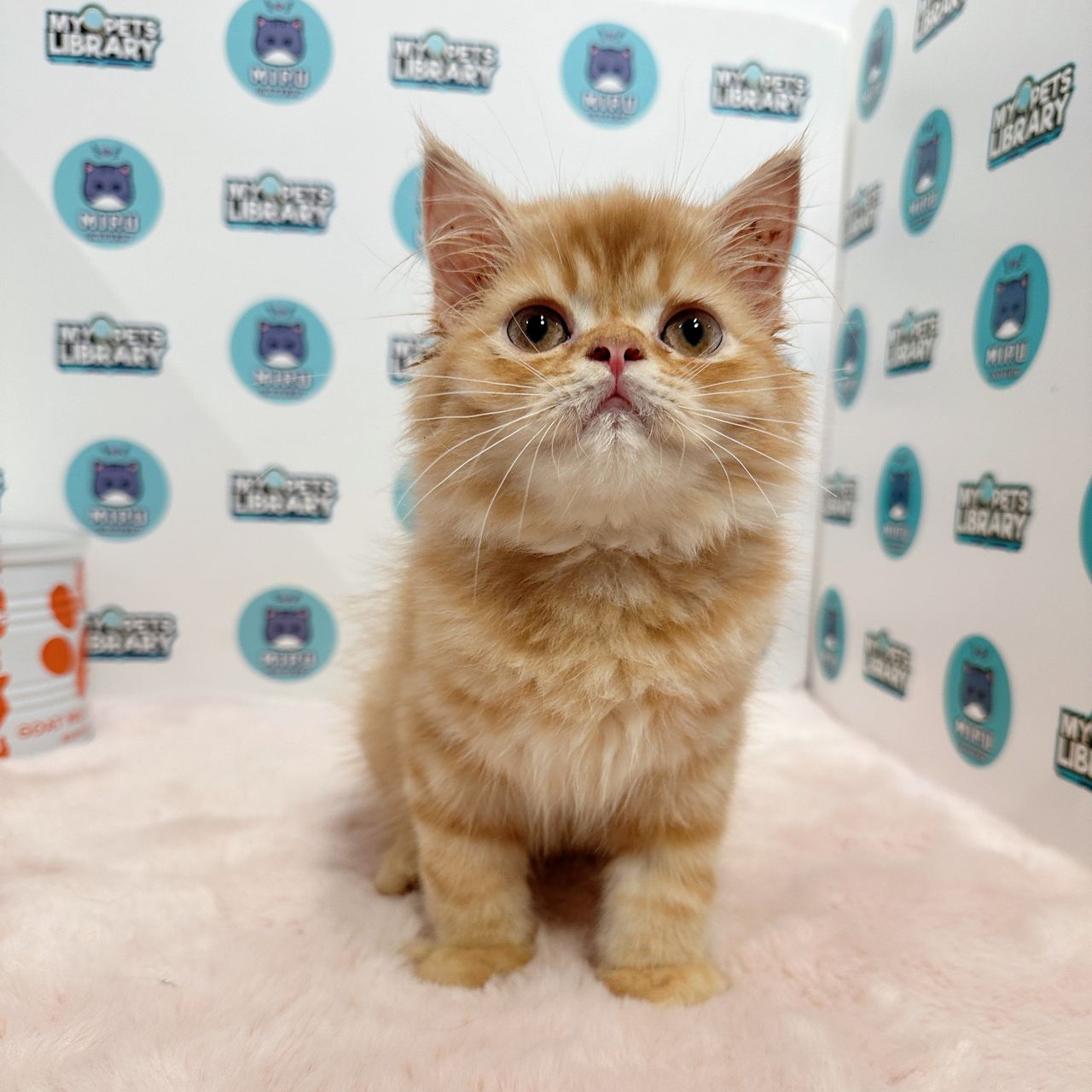 Scottishstraight Kitten (Male) For Sale