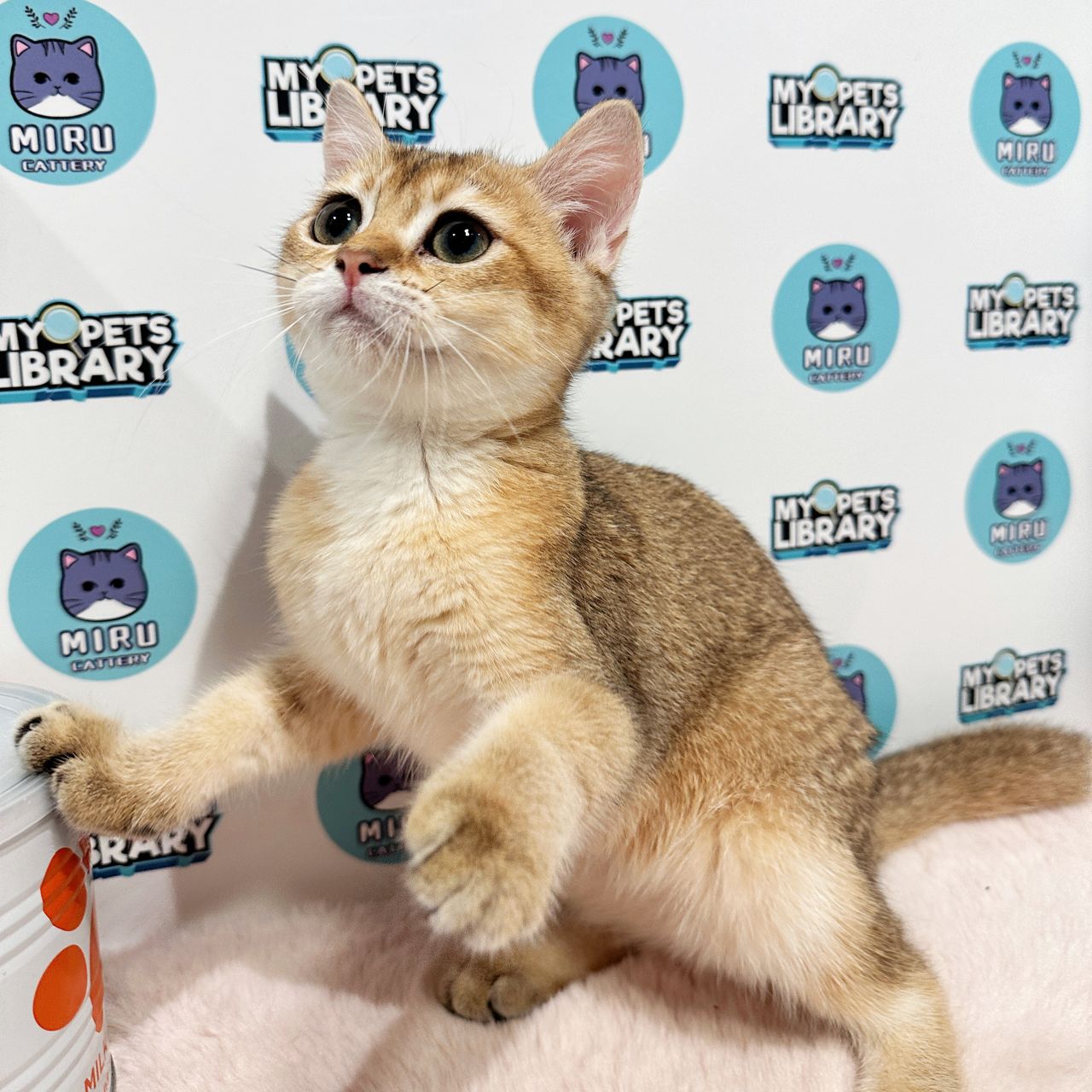British Shorthair Kitten (Female) For Sale