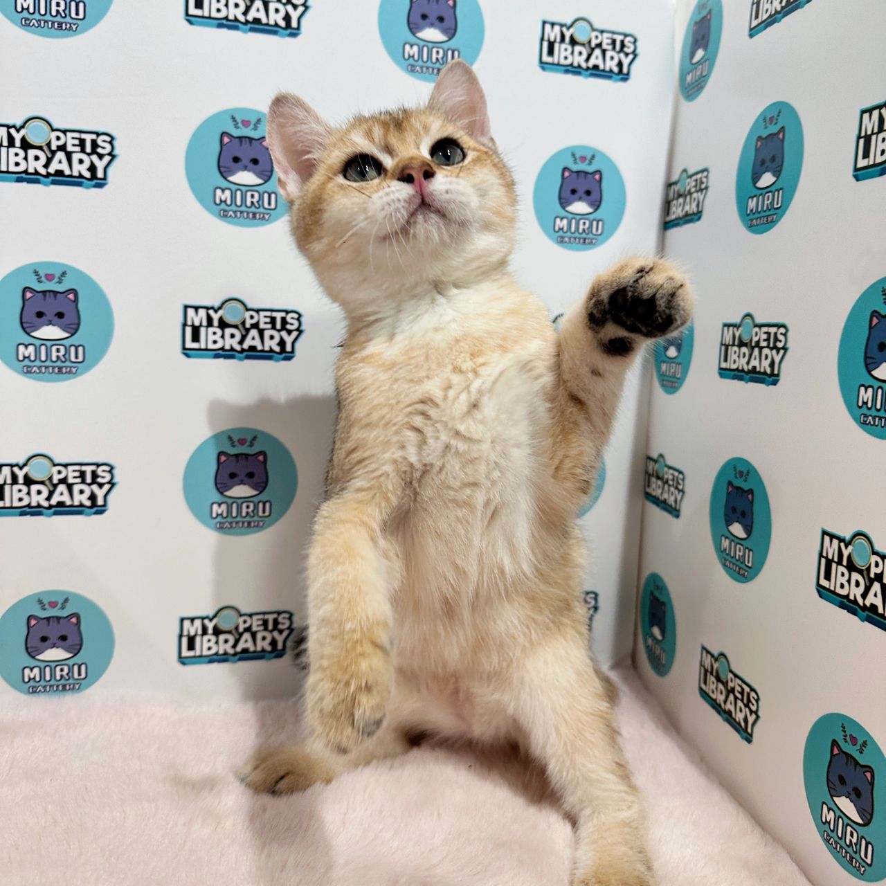 British Shorthair Kitten (Male) For Sale