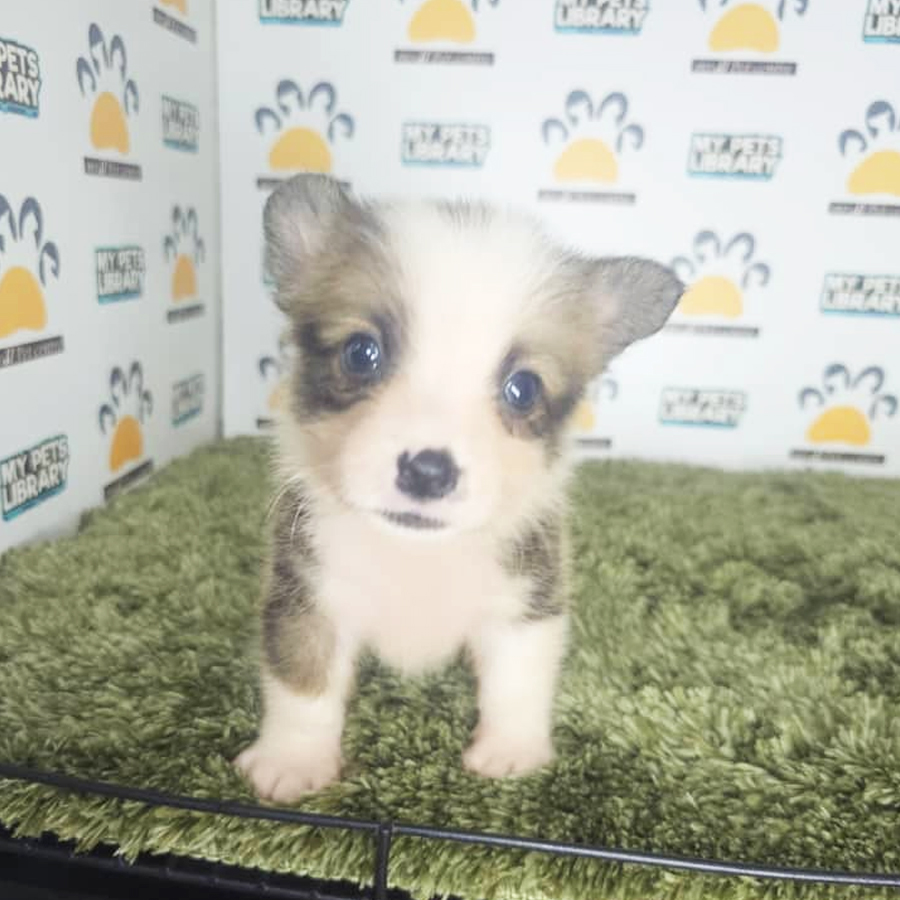 Corgi Puppy (Male) For Sale