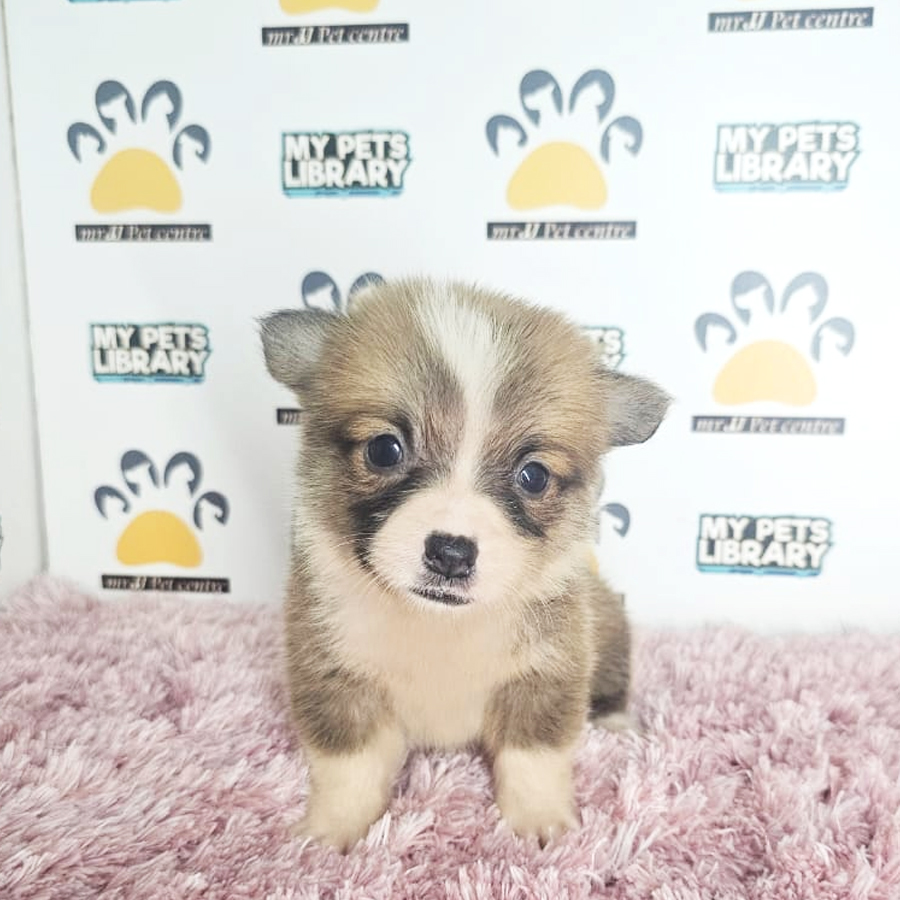 Corgi Puppy (Female) For Sale