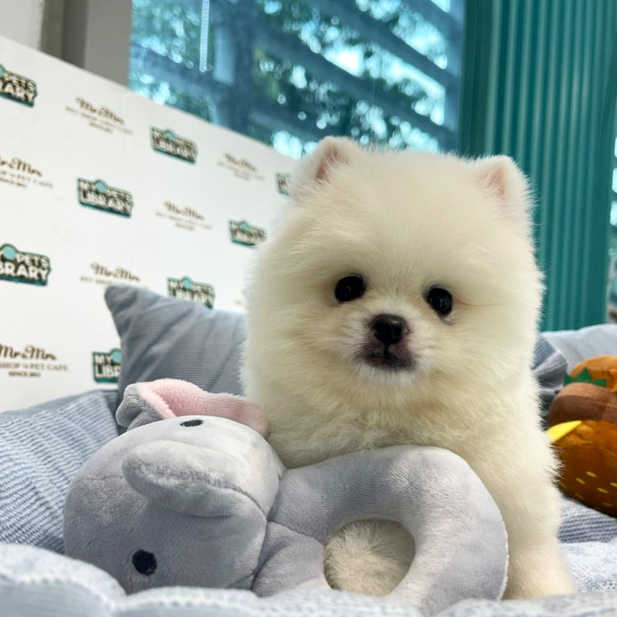 Pomeranian Puppy (Male) For Sale