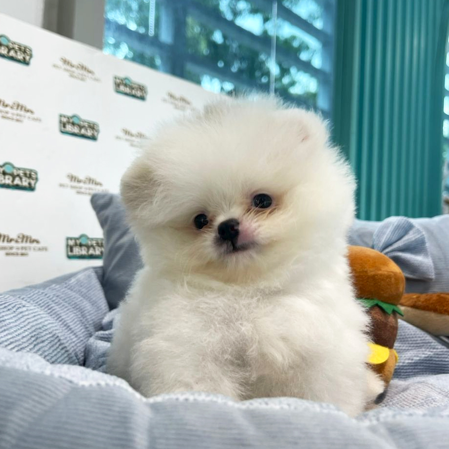 Tiny Teacup Pomeranian Puppy (Male) For Sale