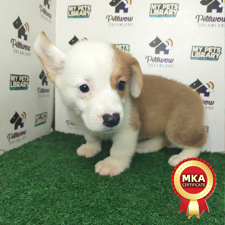 MKA Welsh Corgi Puppy (Female) For Sale