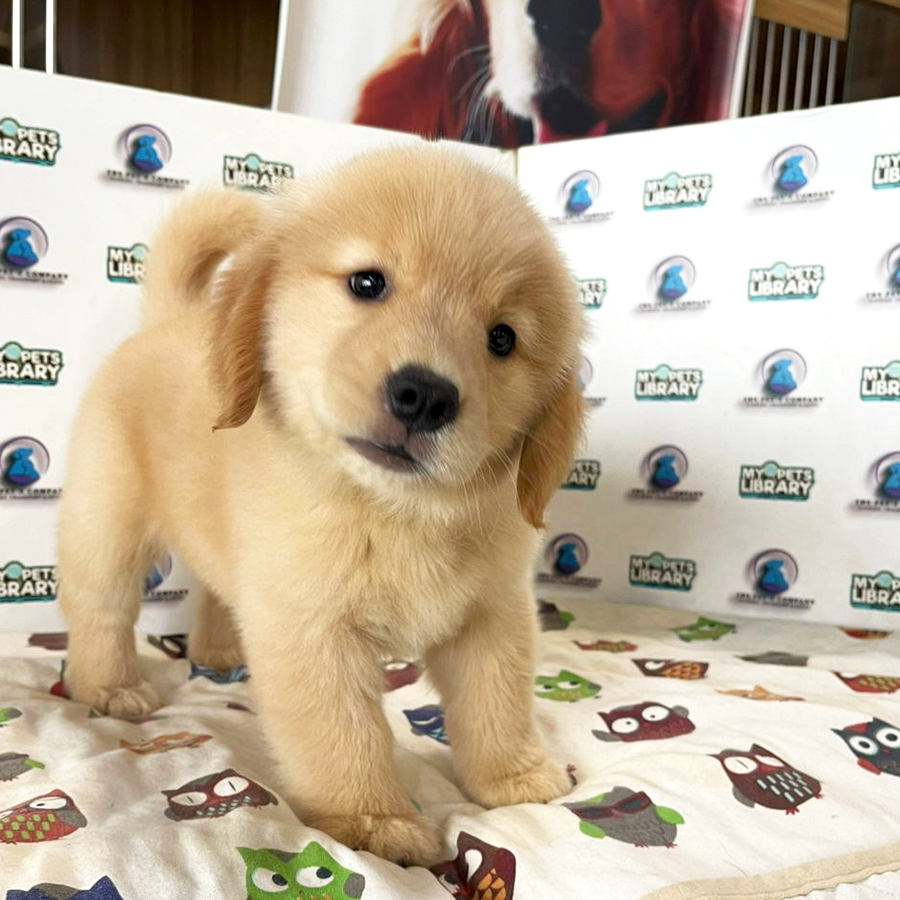 Golden Retriever Puppy (Female) For Sale