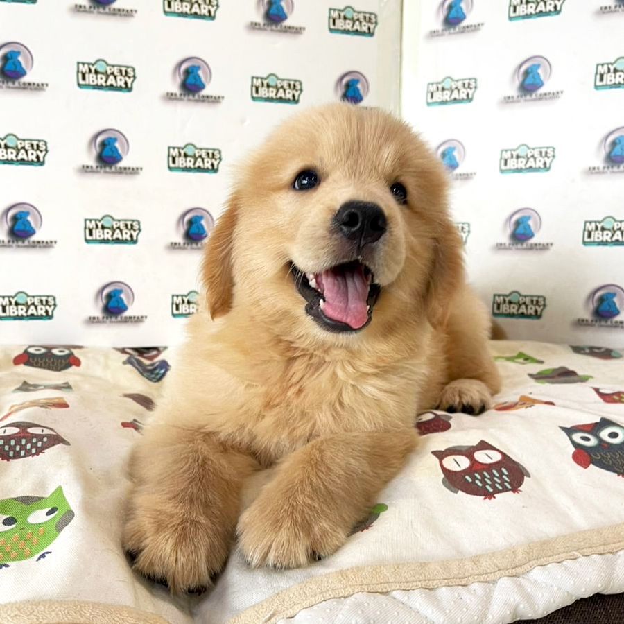 Golden Retriever Puppy (Male) For Sale