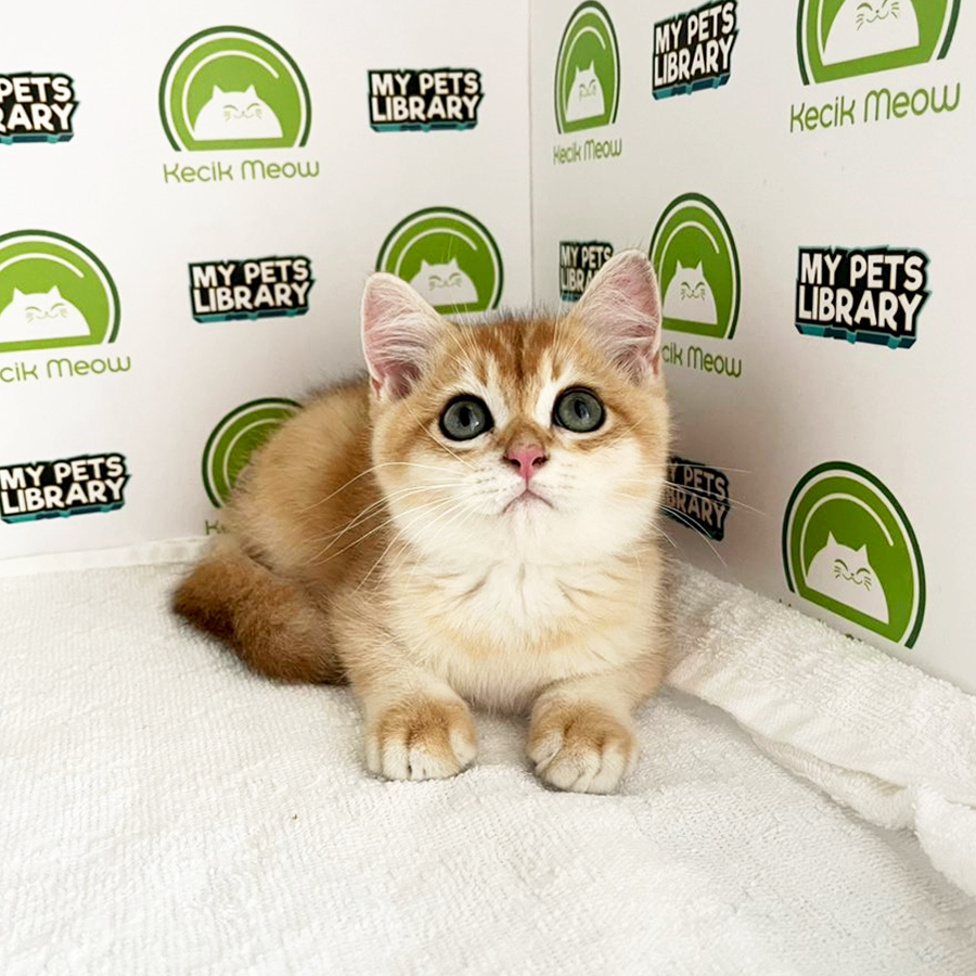 British Shorthair Kitten (Male) For Sale