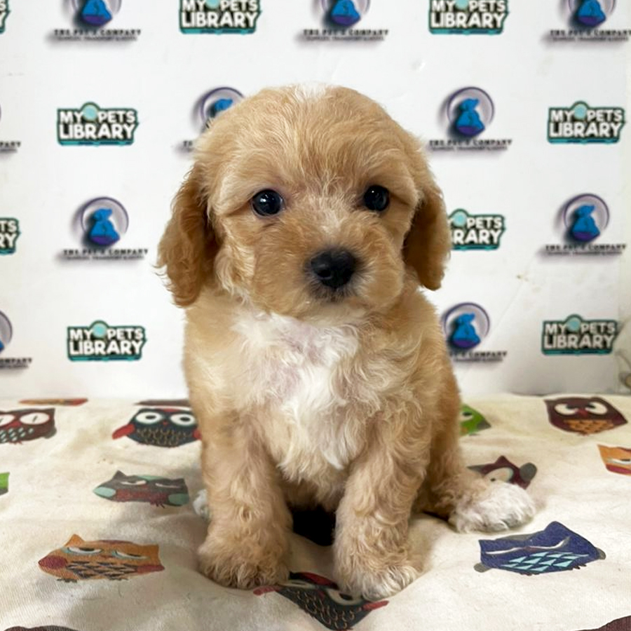 Poodle Puppy (Female) For Sale