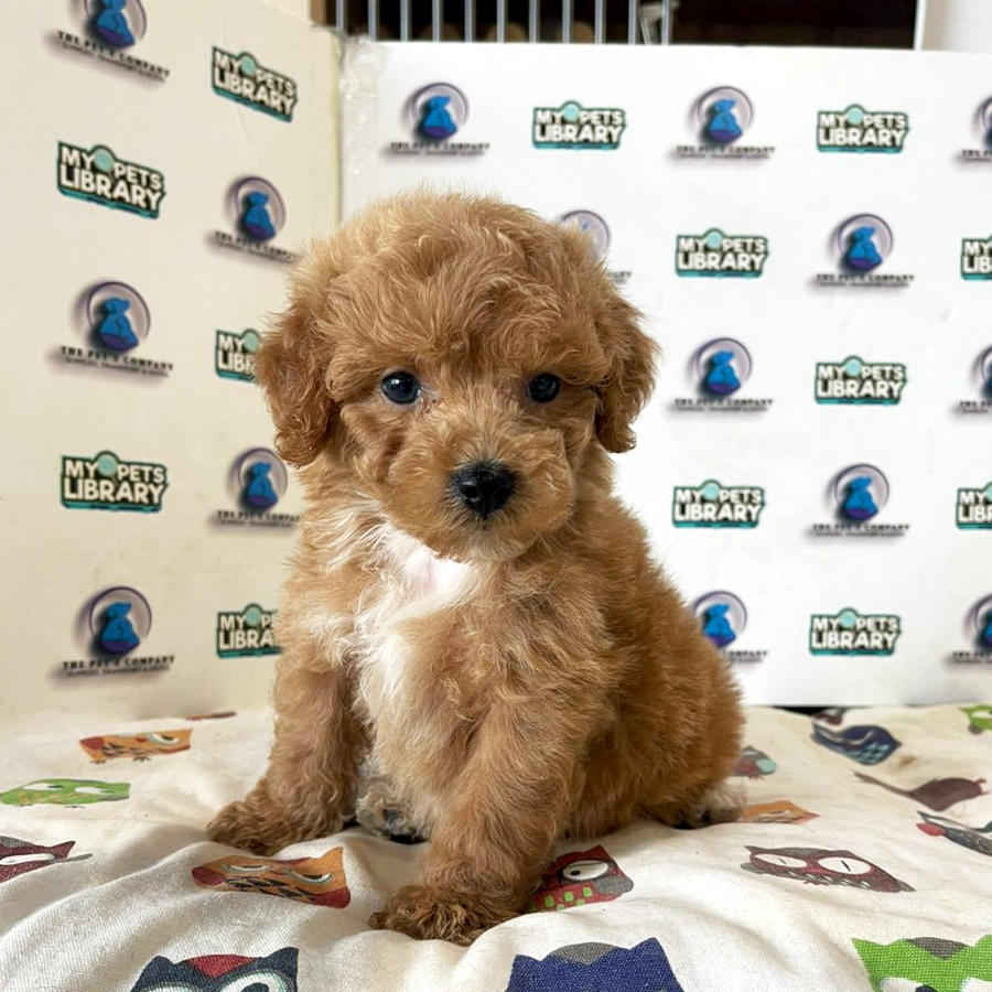 Poodle Puppy (Male) For Sale