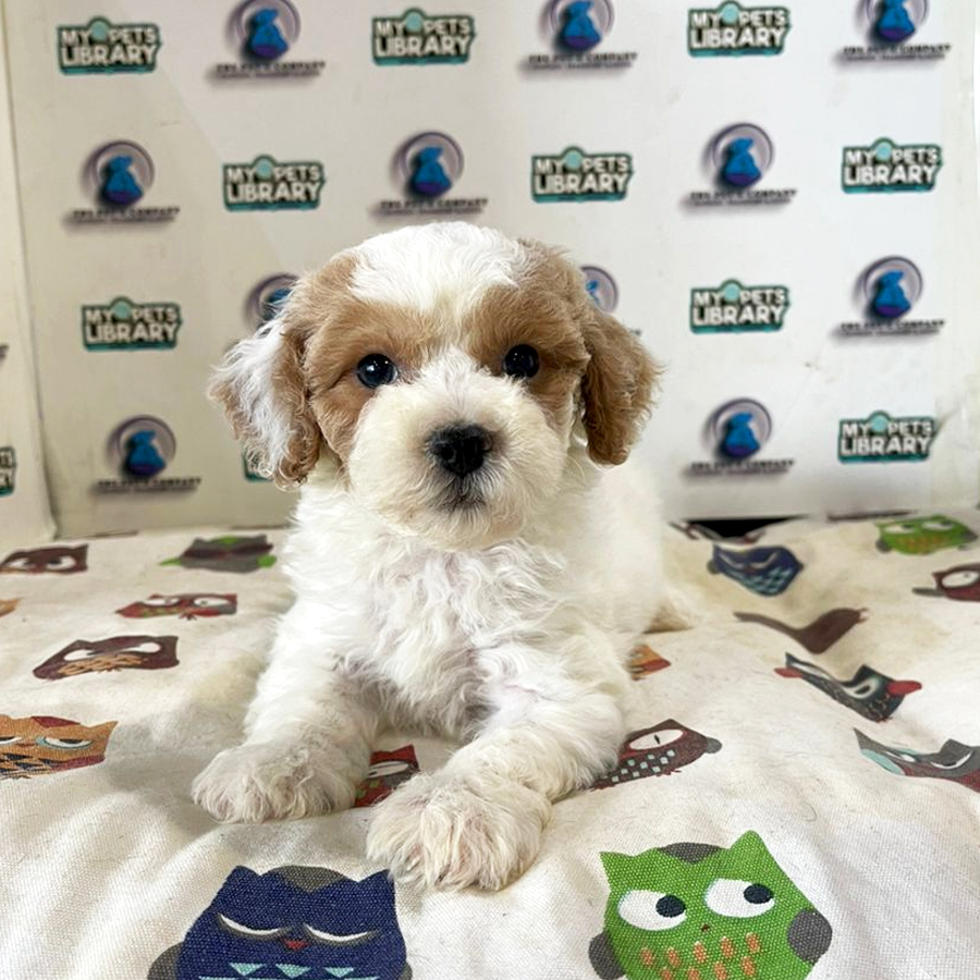 Poodle Puppy (Male) For Sale