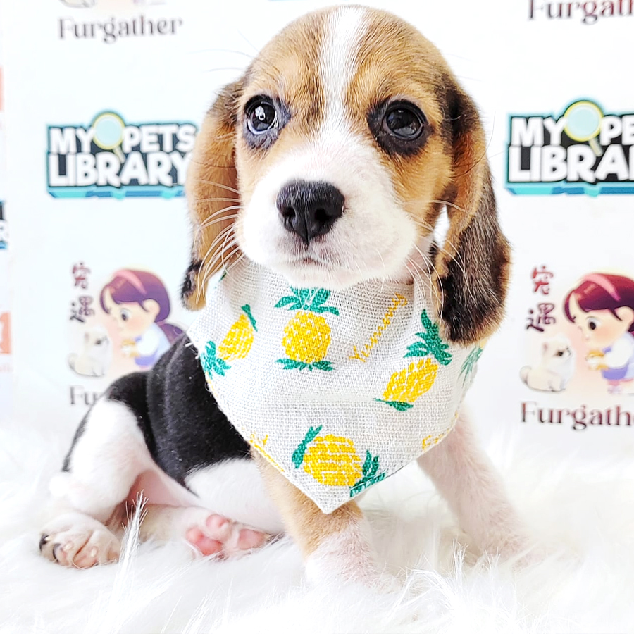 Beagle Puppy (Female) For Sale