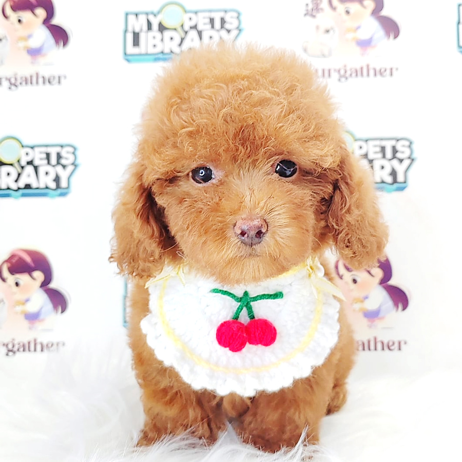 Poodle Puppy (Female) For Sale