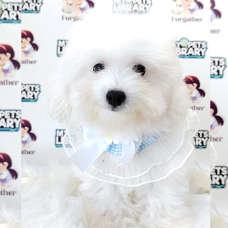 Maltipoo Puppy (Male) For Sale