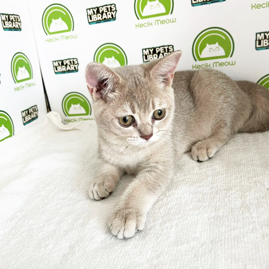 British Shorthair Kitten (Female) For Sale