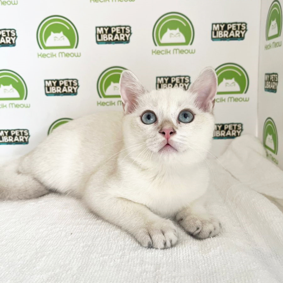 British Shorthair Kitten (Male) For Sale