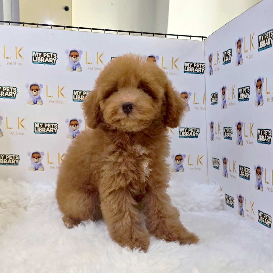 Maltipoo Puppy (Male) For Sale