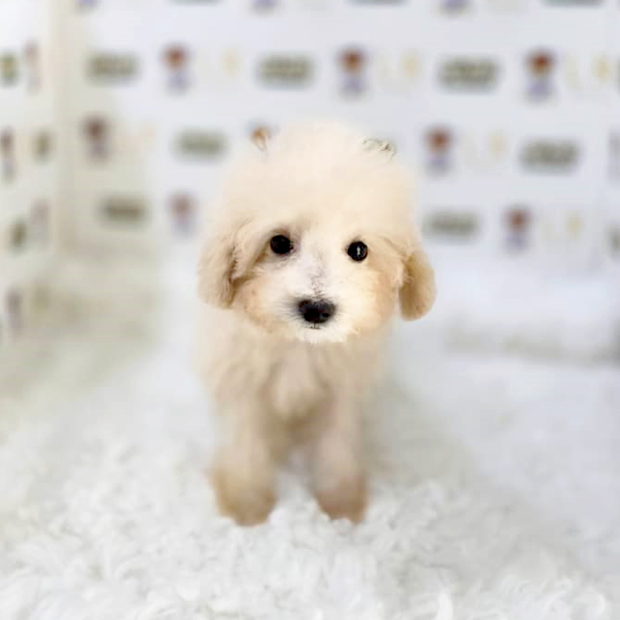 Maltipoo Puppy (Male) For Sale