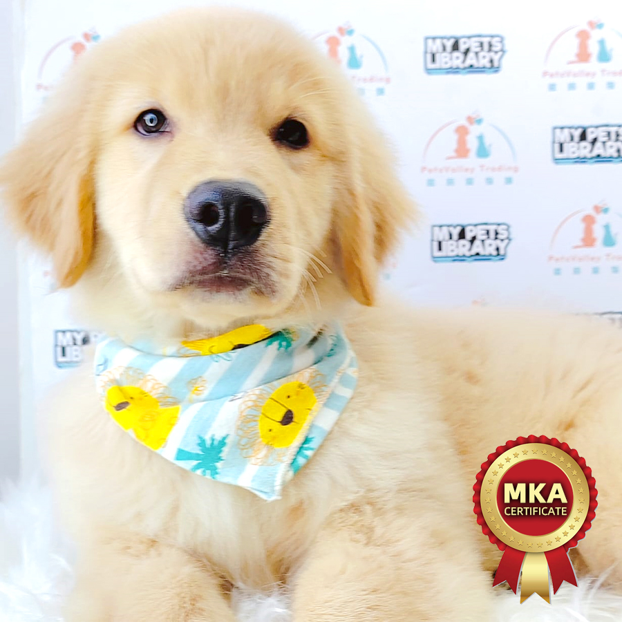 MKA Golden Retriever Puppy (Male) For Sale