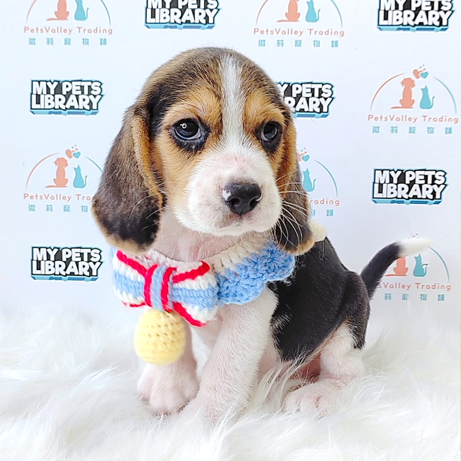 Beagle Puppy (Male) For Sale